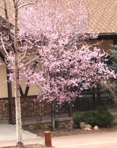 Spring blossoms in Big Bear
