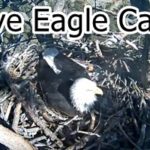 Live Eagle Cam