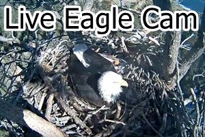 Live Eagle Cam